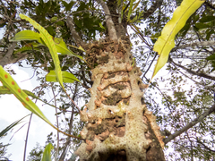 Lecanopteris sinuosa