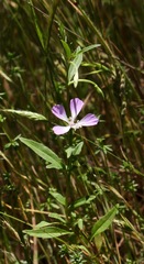 Clarkia delicata