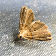 Lathrotelinae
