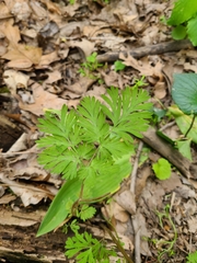 Dicentra cucullaria