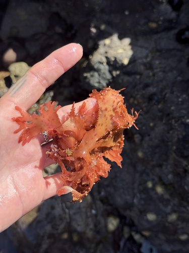 Callophyllis observed 2026-08-15