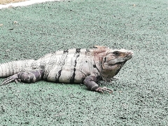 Ctenosaura similis