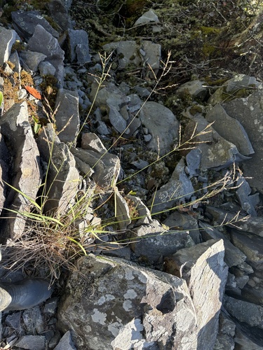Arundinella setosa observed 2026-08-19