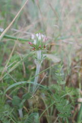 Trifolium stellatum