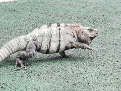 Ctenosaura similis