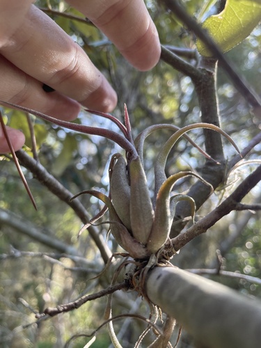 Tillandsia paucifolia, photograph 1