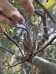 Tillandsia paucifolia