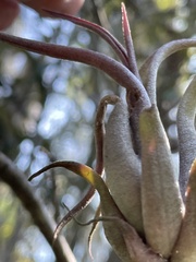 Tillandsia paucifolia, photograph (c) James Hardee, some rights reserved (CC BY)