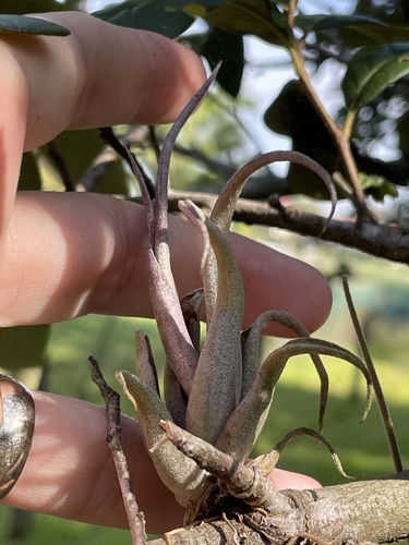 Tillandsia paucifolia, photograph 3