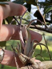 Tillandsia paucifolia, photograph (c) James Hardee, some rights reserved (CC BY)