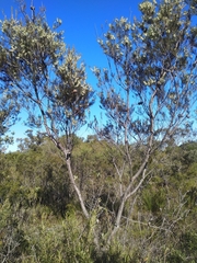 Hakea propinqua