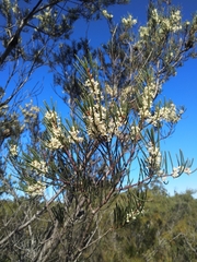 Hakea propinqua