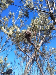 Hakea propinqua