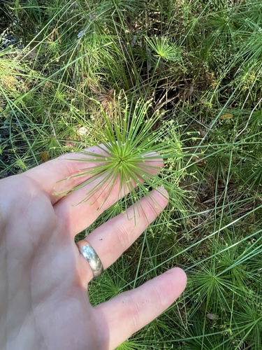 Cyperus prolifer, photograph 3