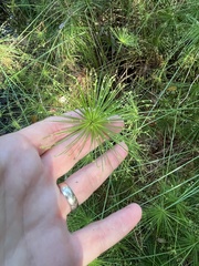 Cyperus prolifer, photograph (c) James Hardee, some rights reserved (CC BY)