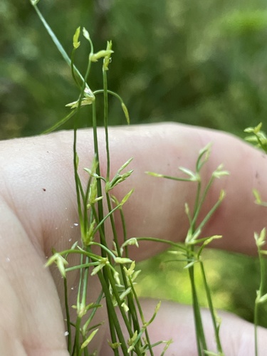 Cyperus prolifer, photograph 4