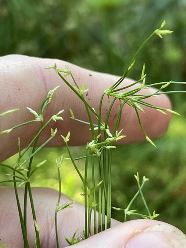 Cyperus prolifer, photograph 5