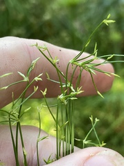Cyperus prolifer, photograph (c) James Hardee, some rights reserved (CC BY)