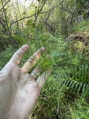 Cyperus prolifer, photograph (c) James Hardee, some rights reserved (CC BY)