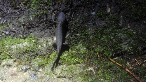 Fuding Fire-bellied Newt