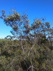 Hakea propinqua