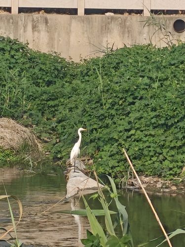 Medium Egret