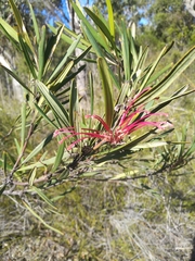 Grevillea oleoides