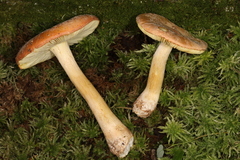 Amanita wellsii