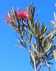 Grevillea oleoides