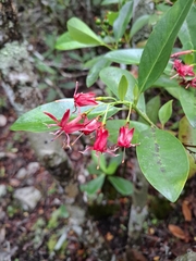 Prayer plant (Patima)