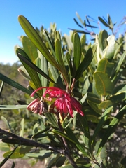 Grevillea oleoides