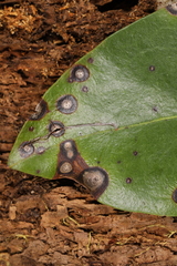 Asteromella kalmicola