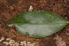 Asteromella kalmicola