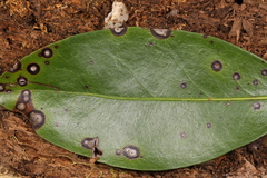 Asteromella kalmicola