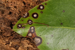 Asteromella kalmicola