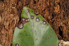 Asteromella kalmicola