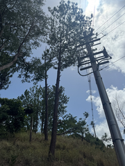 Pinus caribaea, photograph (c) Ricardo siverio, some rights reserved (CC BY)