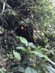 Columnea strigosa