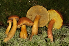 Aureoboletus roxanae