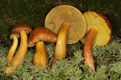 Aureoboletus roxanae