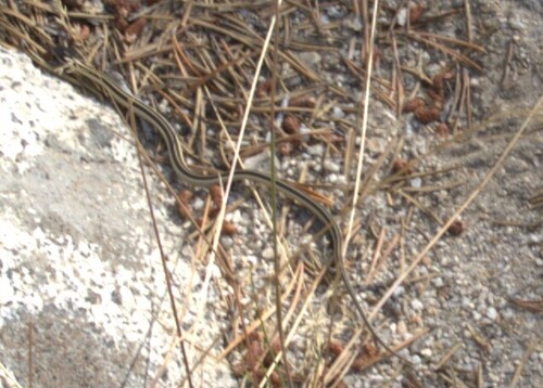 iNaturalist observation photo of Garter Snakes
