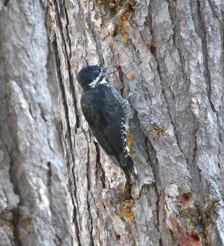 iNaturalist observation photo of Black-backed Woodpecker