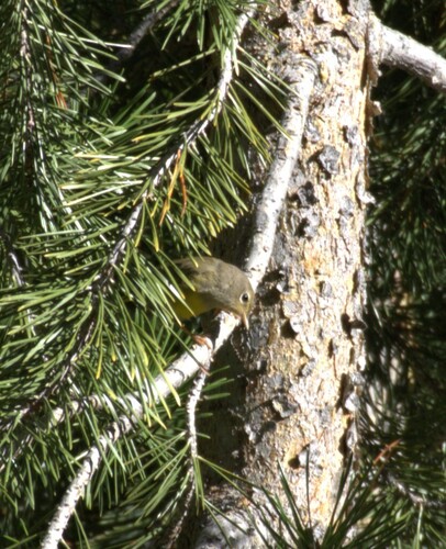 iNaturalist observation photo of MacGillivray's Warbler