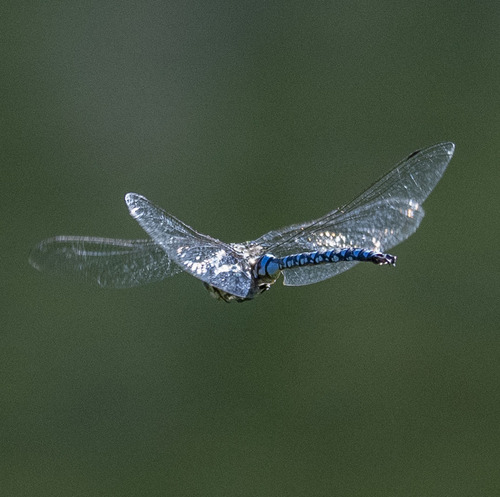 iNaturalist observation photo of Paddle-tailed Darner