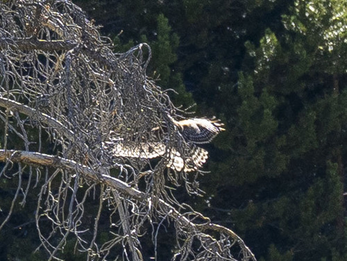 iNaturalist observation photo of Red-shouldered Hawk
