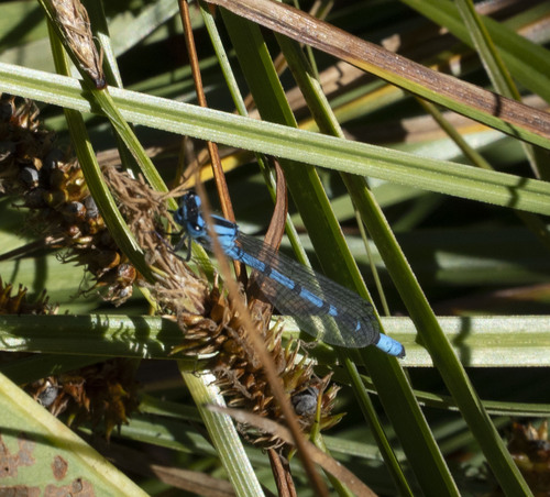 iNaturalist observation photo of Boreal Bluet
