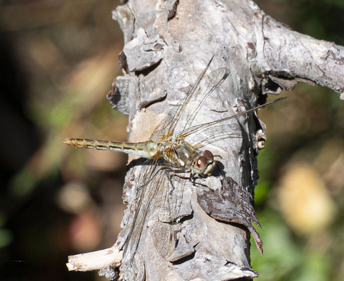 iNaturalist observation photo of Striped Meadowhawk
