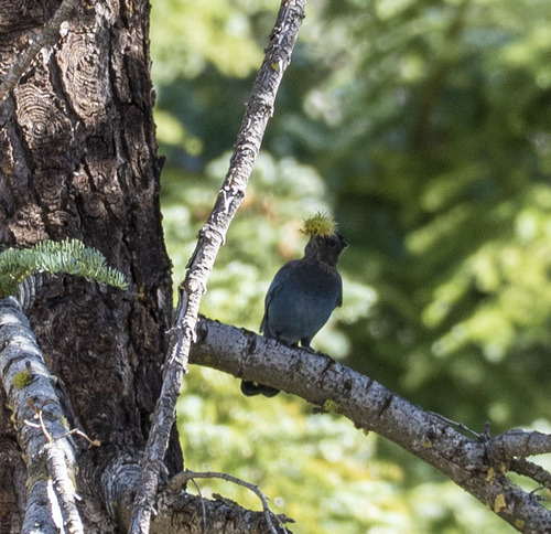 iNaturalist observation photo of Steller's Jay