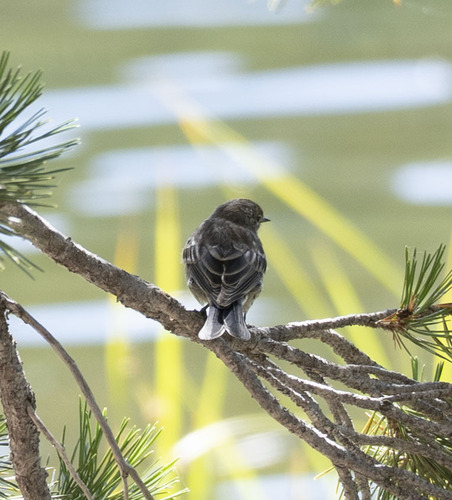 iNaturalist observation photo of Yellow-rumped Warbler