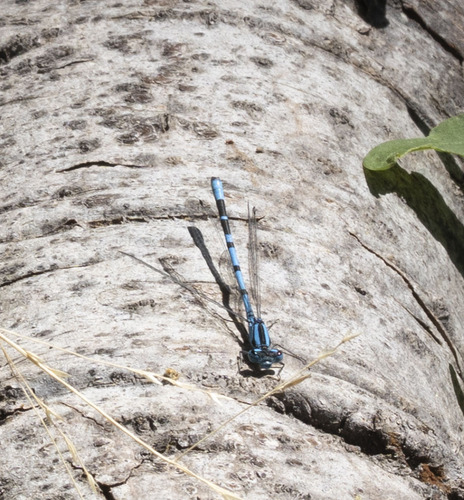 iNaturalist observation photo of Bluets